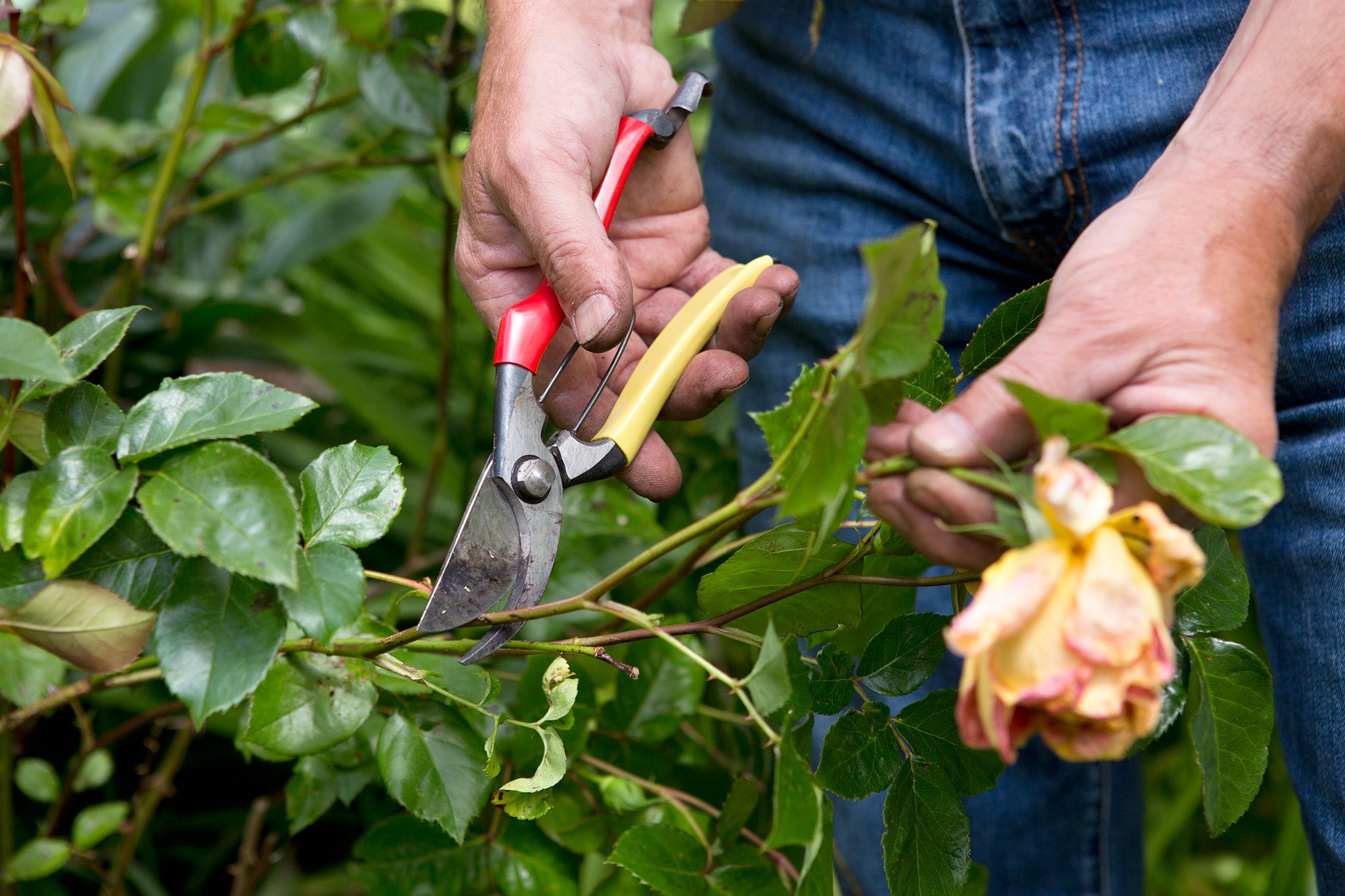 how to take care of your garden - 11 steps on beginners guide