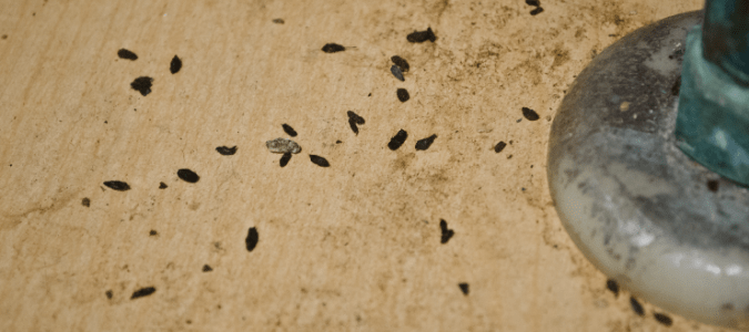 how to remove rat droppings